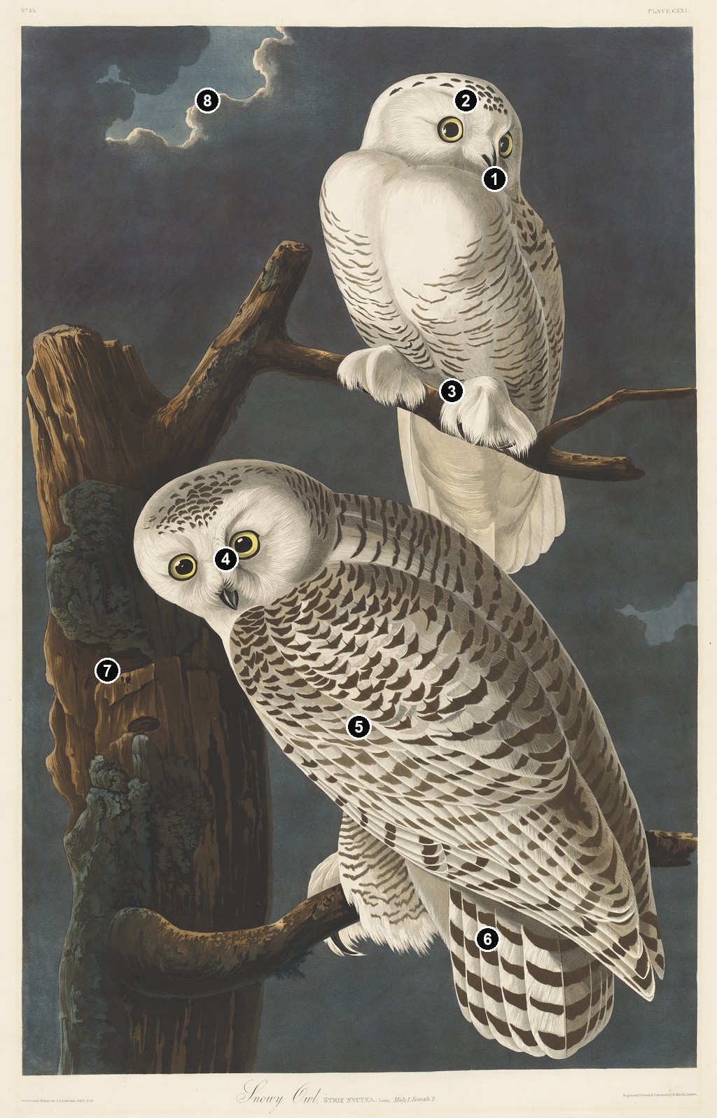 Annotated details from Snowy Owl by John James Audubon
